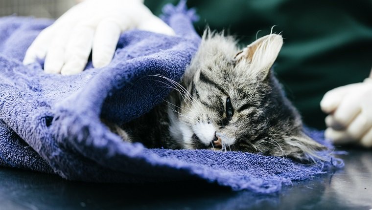 Eine Veterinärkrankenschwester, die sich in einem Veterinärkrankenhaus um eine Katze kümmert. Es wird vermutet, von einem Auto angefahren worden zu sein. Die Katze ist unter Narkose.