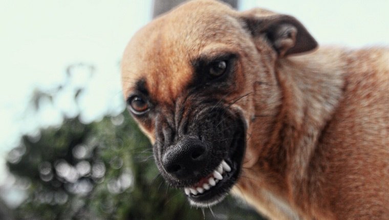 Nahaufnahme-Porträt des braunen Hundeknurrens