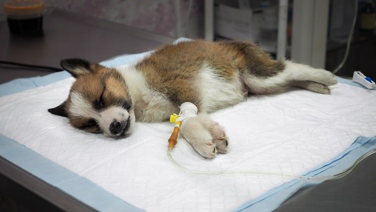 Kranker Welpe mit intravenösem irgendetwas auf dem Operationstisch in einer Tierklinik