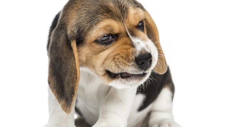 Vorderansicht eines sitzenden Beagle-Welpen, der ein Gesicht macht, lokalisiert auf Weiß.