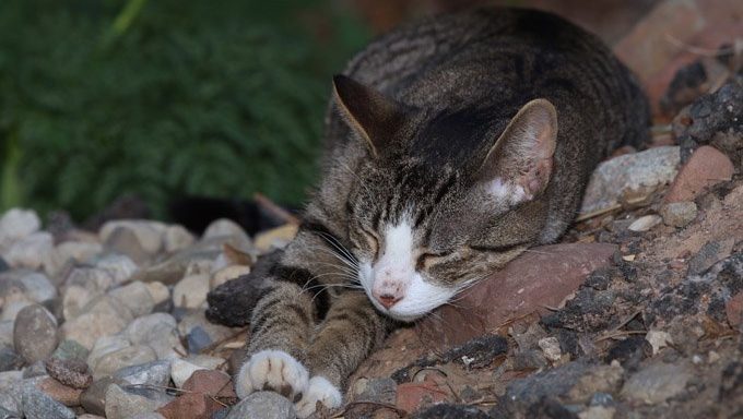 Katze liegt auf Felsen
