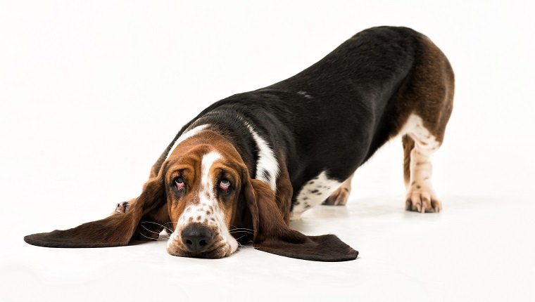 Peritonitis (Entzündung der Bauchhöhle) bei Hunden Symptome, Ursachen