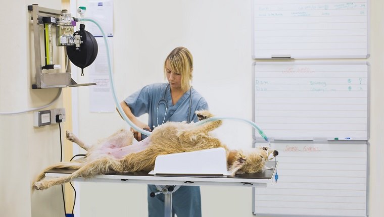 Tierarzt mit Hund auf Operationstisch