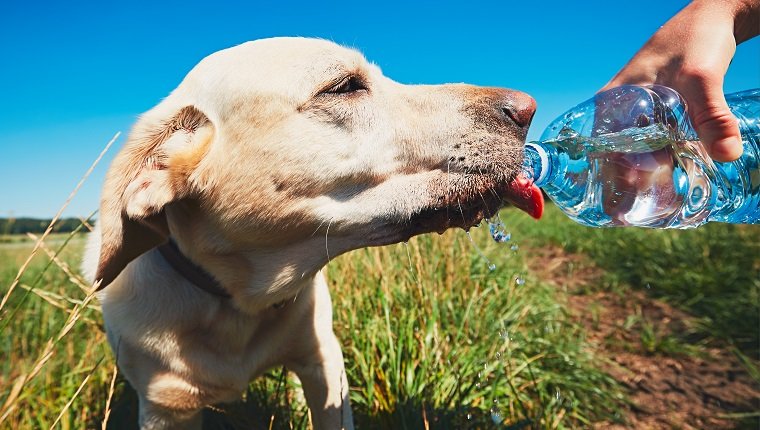 Heißer Tag mit Hund. Durstiger gelber Labrador Retriever Trinkwasser aus der Plastikflasche seines Besitzers.