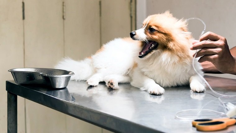 tierärztliche Sterilisation am Hund mit Kochsalzlösung zur Behandlung von kranken Hunden; tierärztliche Sterilisationsoperation am Hund, Tierklinik.