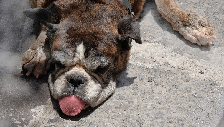 Eine müde und heiße Bulldogge lag auf dem Boden und spreizte die Vorderbeine