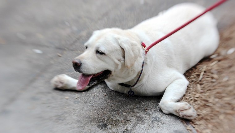 Ein Hund liegt auf dem Bürgersteig, pfoten zur Seite, wartet und hechelt in der Hitze; Rand verschwommen