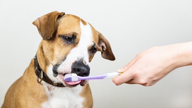 Neugieriger Staffordshire Terrier Welpe leckt eine Zahnbürste