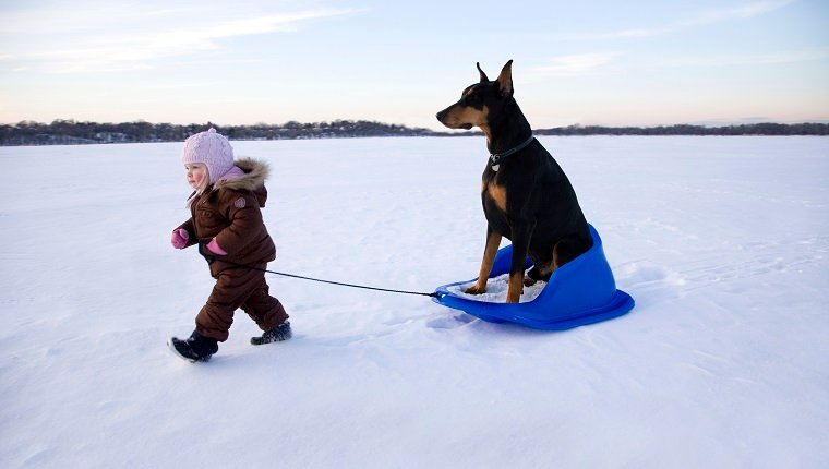 Girl (15-18 months) pulling Doberman on sledge in winter landscape