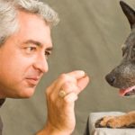 8 Häufige Fehler, die Haustiereltern beim Training ihrer Hunde machen