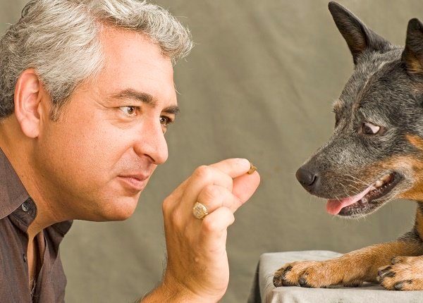 8 Häufige Fehler, die Haustiereltern beim Training ihrer Hunde machen
