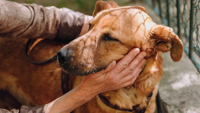 Menschen Hände streicheln braunen alten Hund in der Stadtstraße am National Change A Pet's Life Day