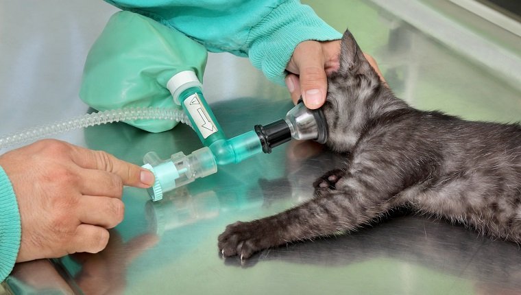 Tierchirurgie, Katze mit Anästhesie-Atemkreislauf, bereit für die Operation