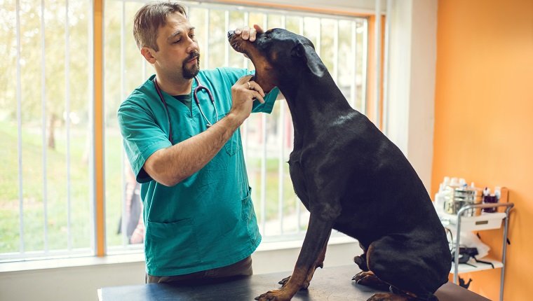 Mid adult veterinarian examining mouth of a black dog at vet