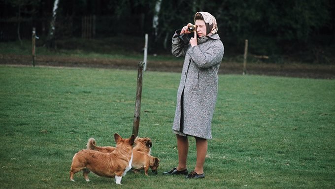 Königin macht Fotos mit Corgis im Feld