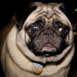 Pug dog making skeptical confused face against black background with dramatic gridded lighting.