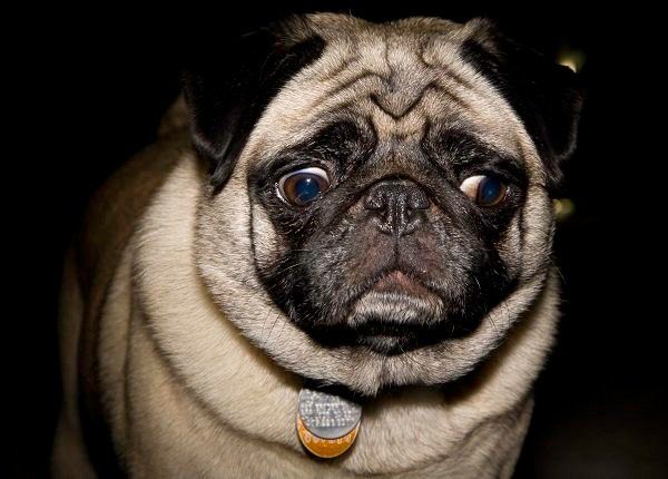 Pug dog making skeptical confused face against black background with dramatic gridded lighting.