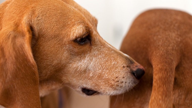 Ist Ihr Hund gesund? Ihre Fürze könnten es Ihnen sagen! Haustiere Welt