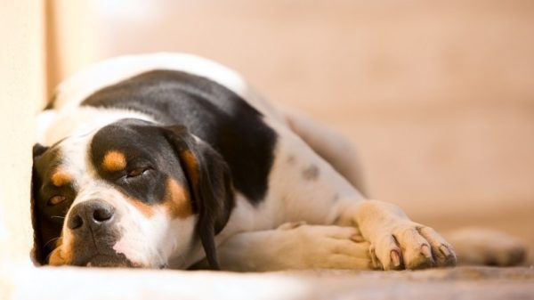 Zyrtec (Cetirizin) für Hunde Verwendung, Dosierung und Nebenwirkungen