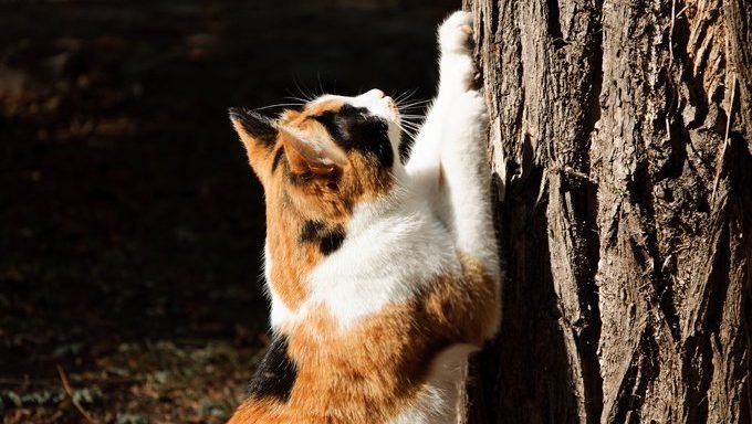 Katze kratzt Baum