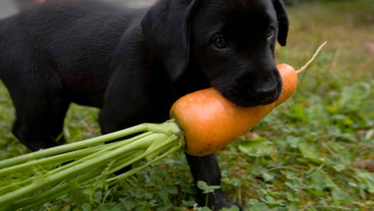 Dog Carrots 1