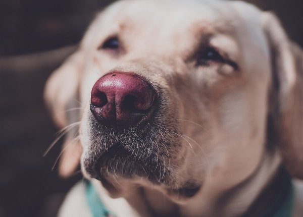 the pink nose of a golden retriever in sunlight. nasal pigmentation causes the nose to change color.