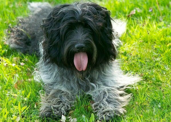 Schapendoe or Dutch sheepdog, Canis familiaris, resting in grass, tongue lolling. (Photo by: Auscape/UIG via Getty Images)