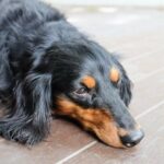sleepy Dachshund (Longhaired) dog on the floor, possibly suffering from polycythemia