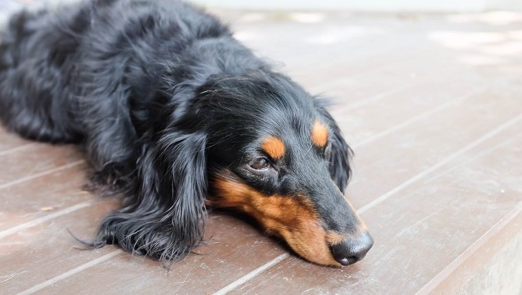 sleepy Dachshund (Longhaired) dog on the floor, possibly suffering from polycythemia
