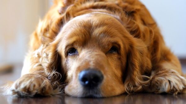 Dog lying on floor. May have prostate disease.