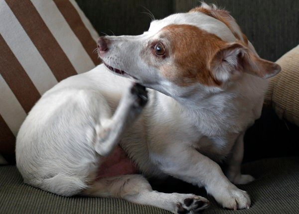 Jack Russell dog scratching itself on sofa.