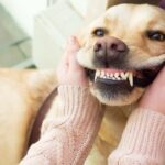 Dog Golden retriever showing teeth for national pet dental health month