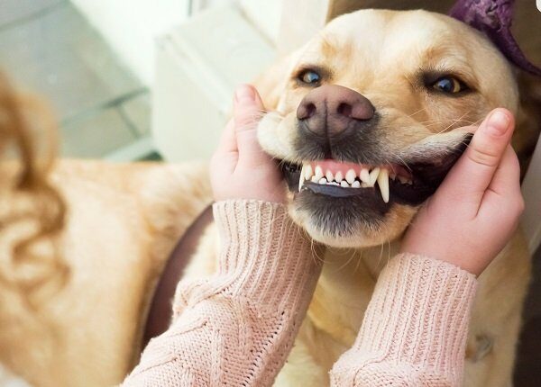 Dog Golden retriever showing teeth for national pet dental health month