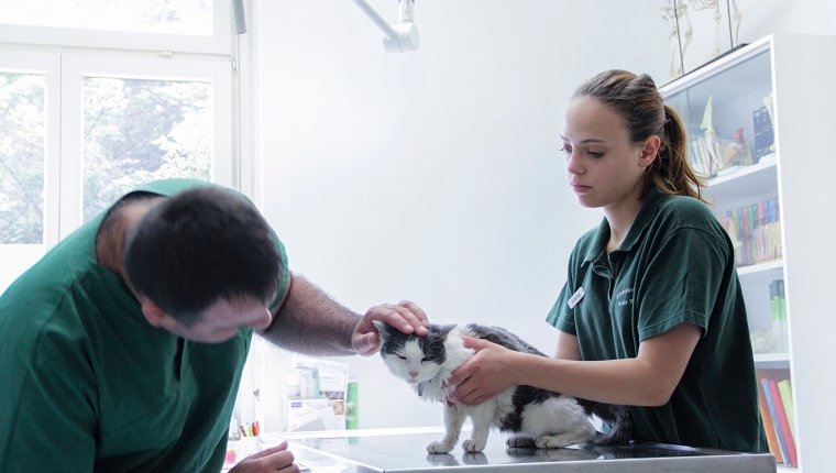 Tierarzt untersucht eine Katze.