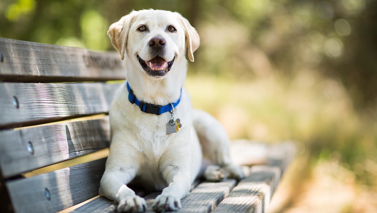 Ein Labrador liegt auf einer Parkbank und trägt einen blauen Kragen mit großen Etiketten.
