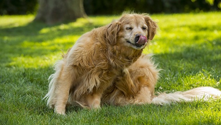 Pruritus (Juckreiz) bei Hunden Symptome, Ursachen und Behandlungen