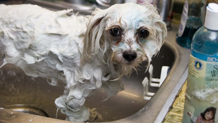 Nasser Hund im Spülbecken mit Reinigungsmitteln