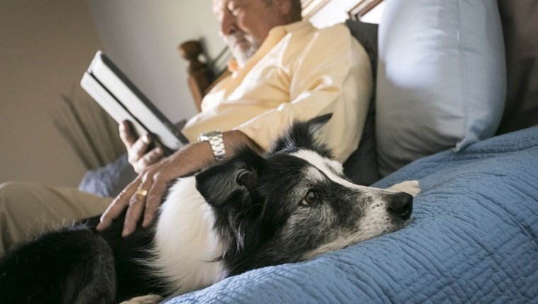 Älterer Mann, der auf Bett mit digitaler Tablette des Hundes liegt