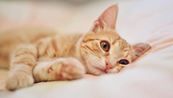 traurige orange Katze