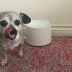 Dogtime Review: Kann der eufy Petcare Wasserbrunnen durstige Haustiere befriedigen?