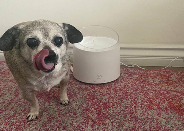 Dogtime Review: Kann der eufy Petcare Wasserbrunnen durstige Haustiere befriedigen?
