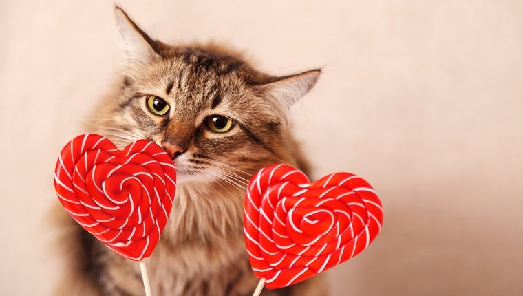 Valentinstag Hintergrund. Schöne flauschige Katze schnüffelt einen herzförmigen Lutscher auf einem beigen Hintergrund, Nahaufnahme. Grußkarte.