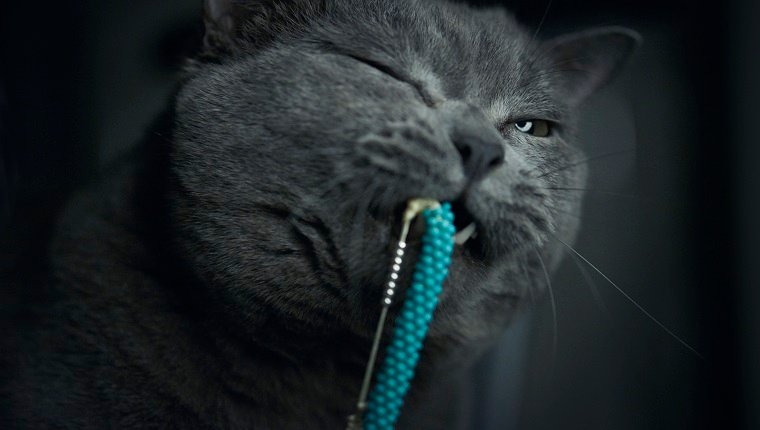 Ein Katzenbiss-Armband
