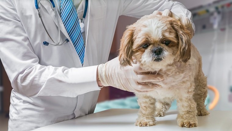 Der Tierarzt untersucht den Hund im Veterinärbereich.