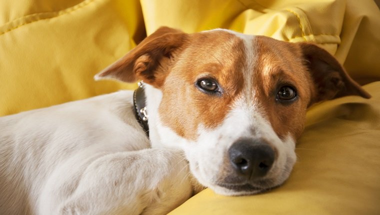 Jack Russell Terrier, Hund, Sofa, gelb, einsam, süß.