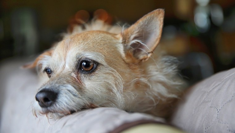 Deprimierter Cairn Terrier, der sich auf der Couch mit geringer Schärfentiefe entspannt.