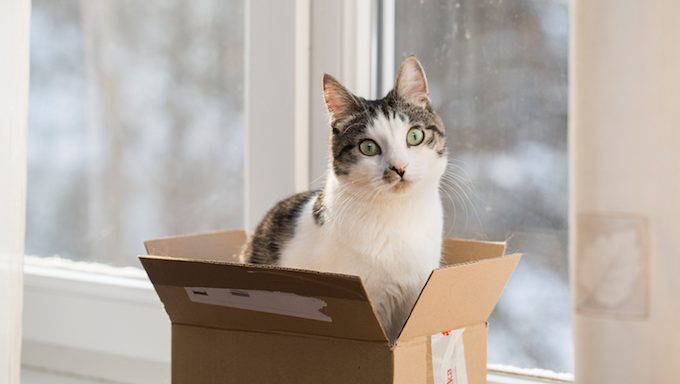 Katze in einer Box in der Nähe von Fenster