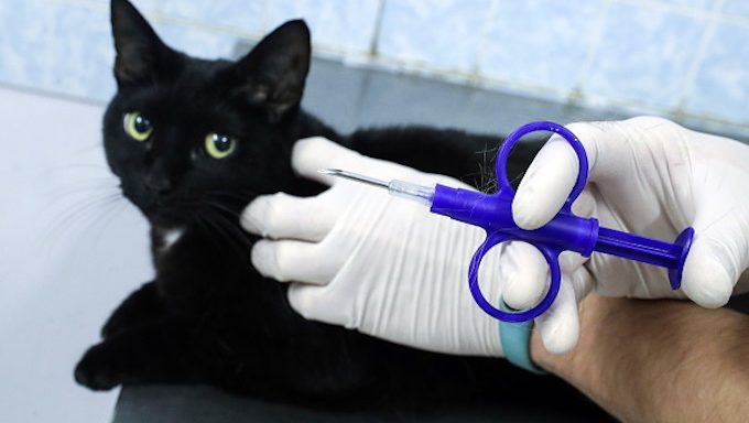 Katze bekommt Mikrochip-Implantat
