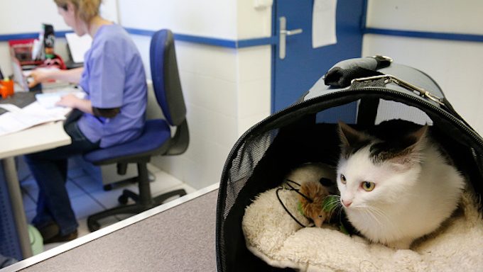 Katze im Gepäckträger im Tierarztbüro
