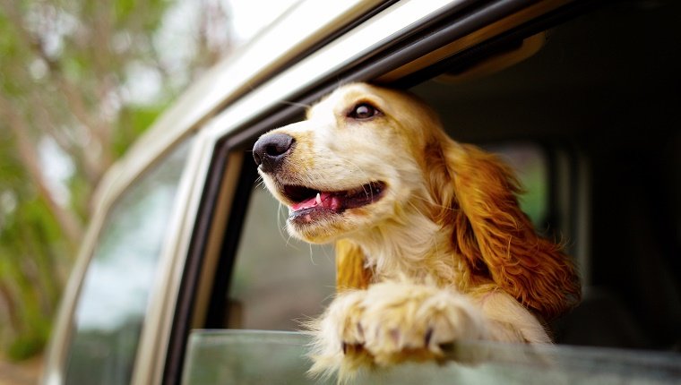 Lassen Sie Ihren Hund nicht im Auto